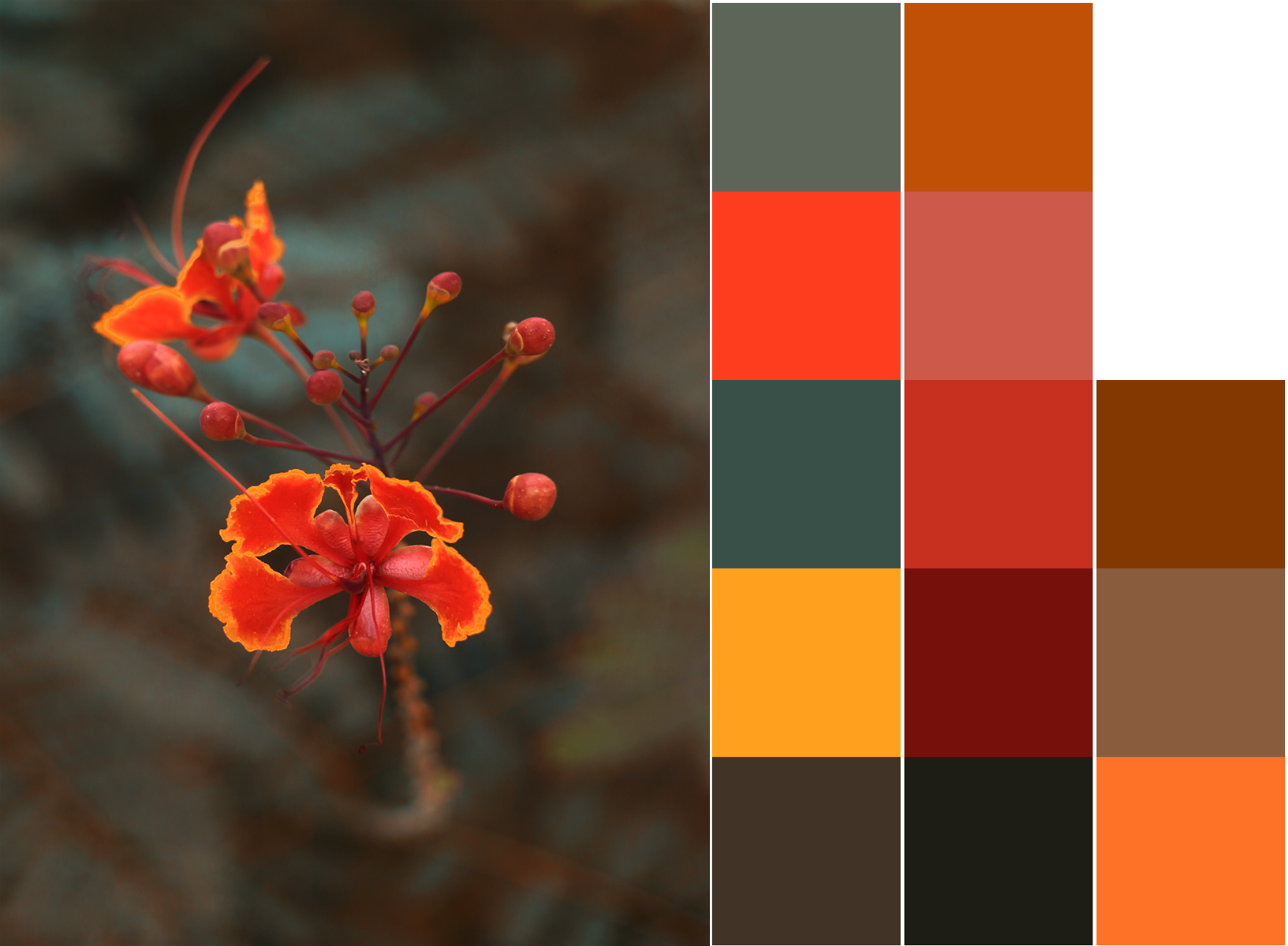 Extracting the most significant colors from the photograph using K-Means, Photo © Shaurya Agarwal